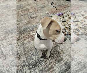 Mutt Dogs for adoption in Woodbury, NY, USA