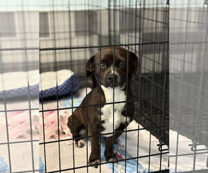 Pug-Unknown Mix Dogs for adoption in Chico, CA, USA