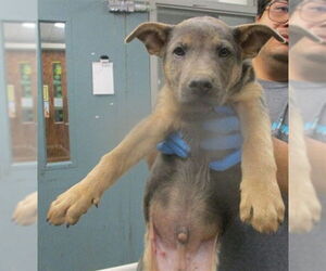 German Shepherd Dog-Unknown Mix Dogs for adoption in Oklahoma City, OK, USA