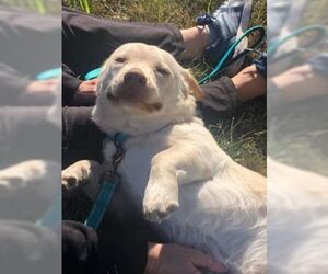 Labrador Retriever-Pembroke Welsh Corgi Mix Dogs for adoption in Pleasanton, TX, USA