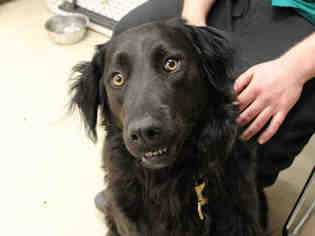 Collie Dogs for adoption in Grasswood, Saskatchewan, Canada