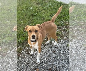 Rat Terrier-Unknown Mix Dogs for adoption in Westwood, NJ, USA