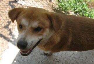 Alaskan Husky-Golden Retriever Mix Dogs for adoption in Snellville, GA, USA