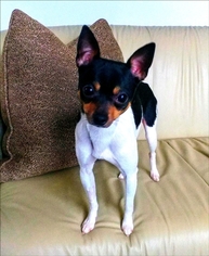 Rat Terrier Dogs for adoption in Whiting, NJ, USA