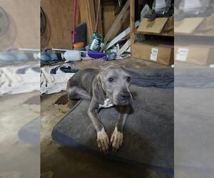 Mutt Dogs for adoption in San Antonio, TX, USA