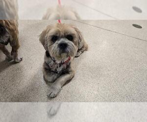 Lhasa Apso Dogs for adoption in Riverside, CA, USA