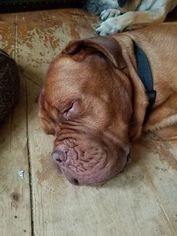 Dogue de Bordeaux Dogs for adoption in Chambersburg, PA, USA