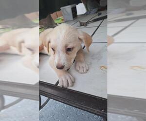 Great Dane-Labrador Retriever Mix Dogs for adoption in San Antonio, TX, USA