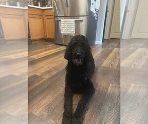 Poodle (Standard) Dogs for adoption in Palatine/Kildeer/Buffalo grove, IL, USA