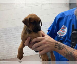 Mutt Dogs for adoption in San Bernardino, CA, USA