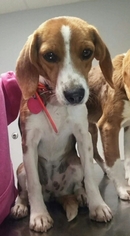 Beagle Dogs for adoption in House Springs, MO, USA