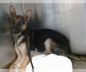 German Shepherd Dog Dogs for adoption in Downey, CA, USA
