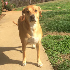Bogle Dogs for adoption in Rutherfordton, NC, USA