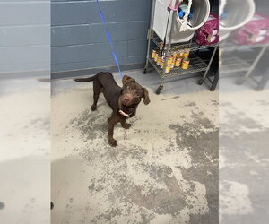 Labrador Retriever-Unknown Mix Dogs for adoption in Tallahassee, FL, USA