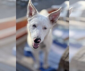 Australian Shepherd-Unknown Mix Dogs for adoption in Williamsburg, NM, USA