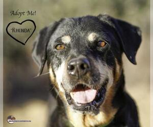 Rottweiler-Unknown Mix Dogs for adoption in Acton, CA, USA