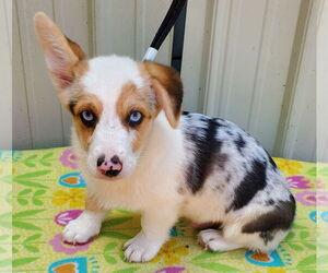 Pembroke Welsh Corgi Dogs for adoption in Mountain View, MO, USA
