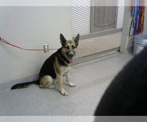 German Shepherd Dog-Unknown Mix Dogs for adoption in Pasadena, TX, USA