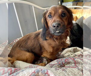 Dachshund-Unknown Mix Dogs for adoption in Brewster, NY, USA