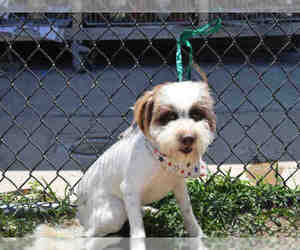 Medium Photo #1 Shih Tzu Puppy For Sale in Norco, CA, USA