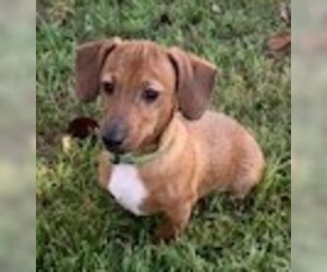 Chiweenie Dogs for adoption in Genesee, WI, USA