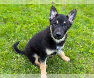 German Shepherd Dog-Unknown Mix Dogs for adoption in Fort Wayne, IN, USA