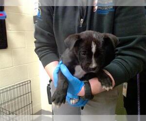 American Pit Bull Terrier Dogs for adoption in Denver, CO, USA
