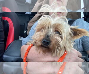 Mutt Dogs for adoption in Lewistown, PA, USA