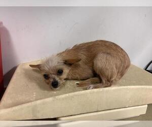 Mutt Dogs for adoption in Corona, CA, USA