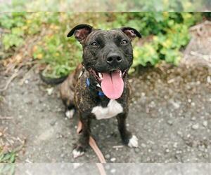 American Pit Bull Terrier-Unknown Mix Dogs for adoption in McKinleyville, CA, USA