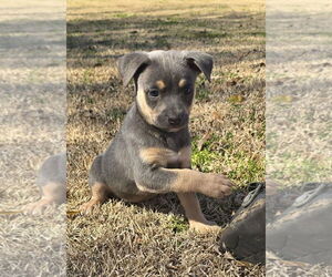 American Pit Bull Terrier-Unknown Mix Dogs for adoption in Oakhurst, NJ, USA