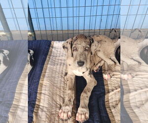 Great Dane Dogs for adoption in Palm Beach, FL, USA