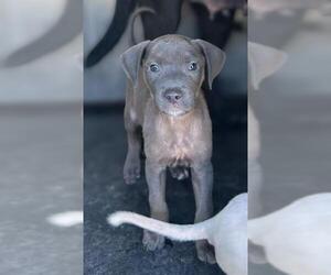 American Staffordshire Terrier-Unknown Mix Dogs for adoption in San Antonio, TX, USA