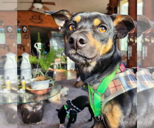 Chipin Dogs for adoption in Buffalo, MN, USA