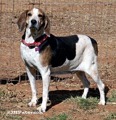 American Foxhound Dogs for adoption in Scottsdale, AZ, USA