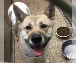 Akita Dogs for adoption in Martinsburg, WV, USA