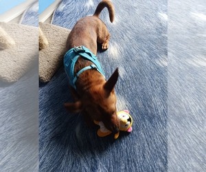 Chihuahua Dogs for adoption in Uwchlan, PA, USA