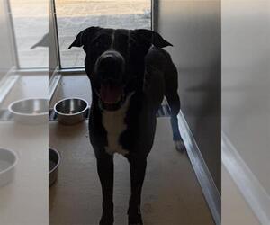 Staffordshire Bull Terrier-Unknown Mix Dogs for adoption in Pasadena, TX, USA
