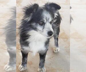 Chihuahua Dogs for adoption in Surprise , AZ, USA