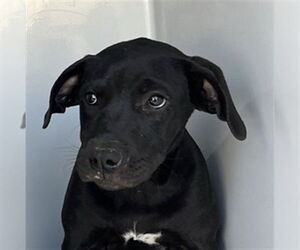 American Pit Bull Terrier Dogs for adoption in Augusta, GA, USA