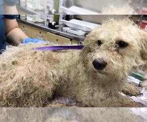 Mutt Dogs for adoption in Riverside, CA, USA