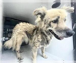 Golden Retriever-Unknown Mix Dogs for adoption in Houston, TX, USA