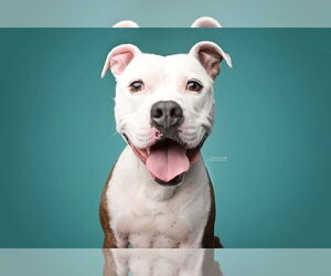 American Pit Bull Terrier Dogs for adoption in Rockville, MD, USA