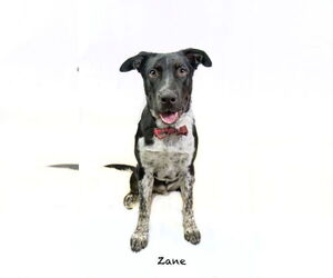 Pointer-Unknown Mix Dogs for adoption in Hot Springs Village, AR, USA