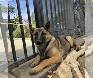German Shepherd Dog-Unknown Mix Dogs for adoption in Imlay City, MI, USA