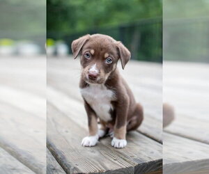 Siberian Husky-Unknown Mix Dogs for adoption in Germantown, OH, USA