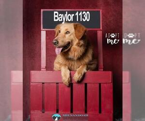 Golden Retriever Dogs for adoption in Stephens City, VA, USA