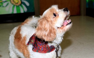 Cavalier King Charles Spaniel Dogs for adoption in Birdsboro, PA, USA