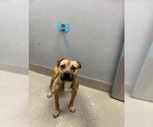 American Pit Bull Terrier-Unknown Mix Dogs for adoption in Las Vegas, NV, USA