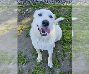 German Shepherd Dog-Great Pyrenees Mix Dogs for adoption in Sacramento, CA, USA